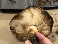 Tricholoma pessundatum