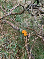 Tremella mesenterica