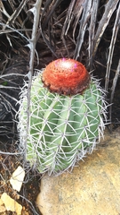 Melocactus zehntneri