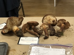 Tricholoma pessundatum