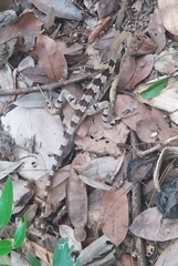 Enyalius bibronii