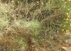Genista umbellata