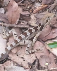 Enyalius bibronii