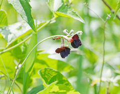 Macroptilium atropurpureum
