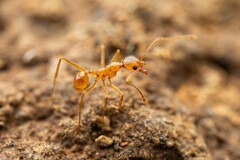 Pheidole fallax