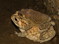 Duttaphrynus melanostictus