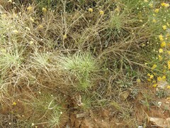 Genista umbellata