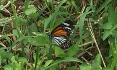 Danaus melanippus hegesippus