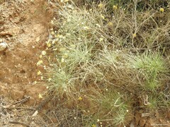 Genista umbellata