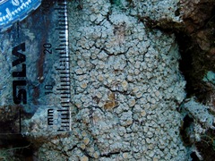 Lecanora masana