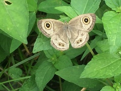 Ypthima baldus newboldi