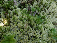 Polytrichum strictum