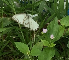 Appias libythea olferna