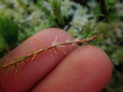 Polytrichum strictum
