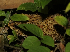 Duttaphrynus melanostictus