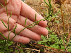 Rorippa teres
