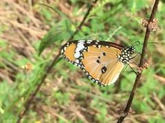 Danaus chrysippus chrysippus