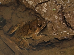 Fejervarya limnocharis