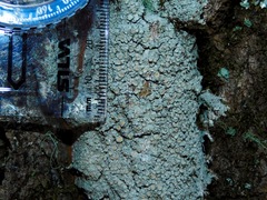 Lecanora masana