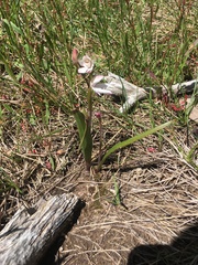 Caladenia alpina