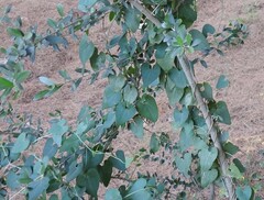 Aristolochia baetica
