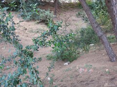 Aristolochia baetica