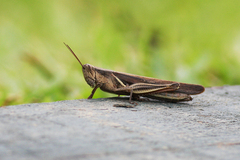 Stenocatantops splendens