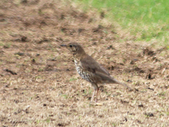 Turdus philomelos clarkei