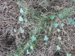 Aristolochia baetica