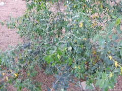 Rhamnus alaternus