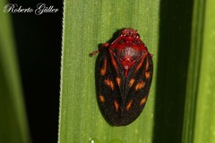 Mahanarva rubropicta