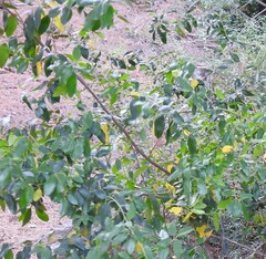 Rhamnus alaternus