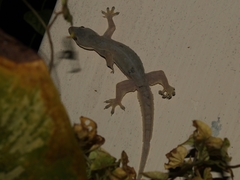 Hemidactylus platyurus