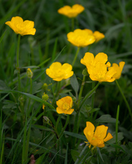 Ranunculus bulbosus