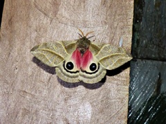 Austrolippa cruenta