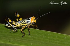 Zoniopoda tarsata