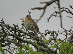 Schoeniophylax phryganophilus