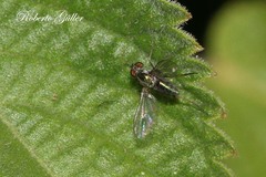 Dolichopodidae