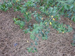 Rhamnus alaternus