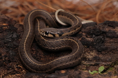 Thamnophis bogerti