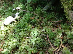 Pogonatum