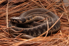Thamnophis bogerti