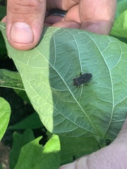 Anasa scorbutica