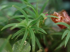 Pogonatum