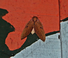 Adeloneivaia apicalis