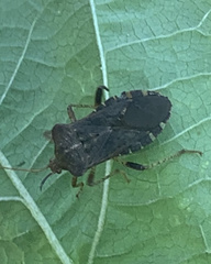 Anasa scorbutica