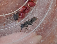 Pachycondyla striata