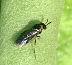 Argidae