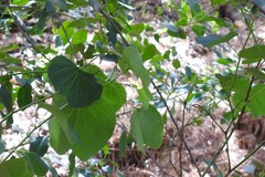 Bauhinia variegata