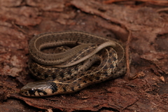 Thamnophis bogerti